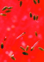 科学家找到疟疾治疗“万能钥匙”