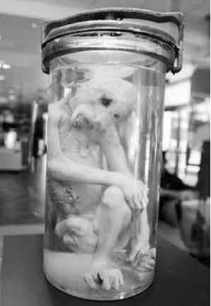 美国3男子恶作剧用死猴炮制外星人惊动军方