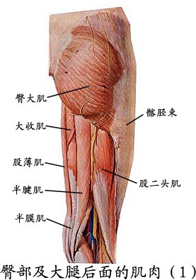 臀部及大腿后面肌肉（1）