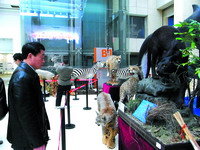 首届中国动物标本大赛暨动物标本展开幕