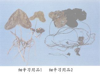 细辛习用品（2）--盆草细辛（Pencaoxixin）
