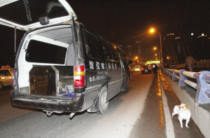 主人车祸身亡被抬上殡仪车 小狗守护不愿离开