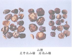 山楂（Shanzha）FructusCrataegi