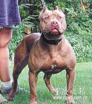 烈犬发狂撕咬主人20分钟被市民打死