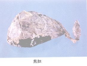 熊胆（Xiongdan）Fel Ursi