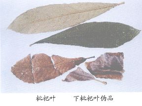 枇杷叶（Pipaye）Folium Eriobotryae