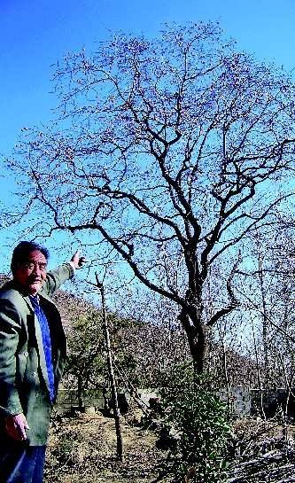 村民称摘柿子不如打工赚钱多 百万斤柿子无人摘