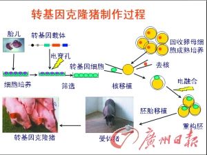 我国科学家研制出转基因克隆猪：极具医学价值