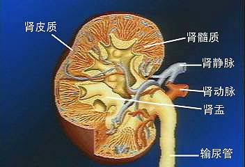 多数肾炎“祸”起过度疲劳