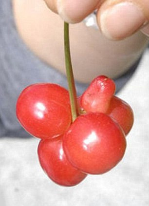 日核泄露疑致蔬菜变异