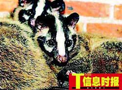 广东食用果子狸风气又抬头 卫生部门将严查餐馆