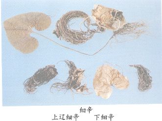 细辛（Xixin）Herba Asari