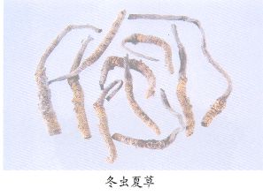 冬虫夏草（Dongchongxiacao）Cordyceps