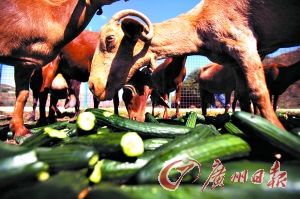西班牙黄瓜确含大肠杆菌 与在德国流行菌株不同