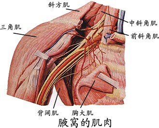 腋窝肌肉