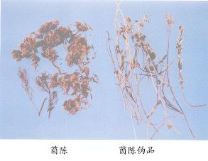 茵陈（Yinchen）Herba Artemisiae Caplllarls