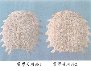 鳖甲习用品（2）--无孔大鳖甲（Wukongdabiejia）