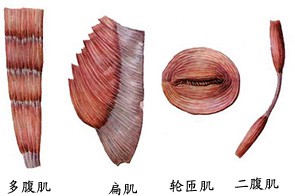 腹肌、扁肌、轮匝肌