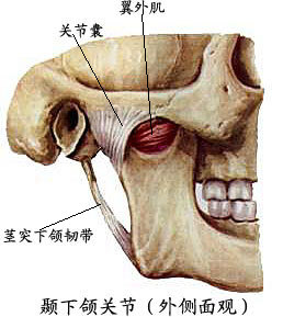 翼外肌