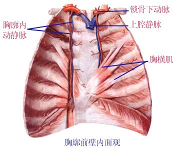 胸廓前面内面同