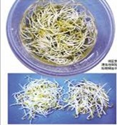 济南豆芽市场黑幕 保险粉浸泡豆芽或致癌