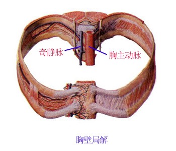 胸壁局解