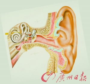 甜言蜜语对着左耳说更有效 右耳更“听劝”