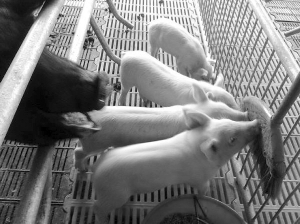 江苏诞生天价转基因克隆猪 有望定制人体器官