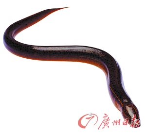 上海进口黄鳝检出颚口线虫 严重时可致癫痫