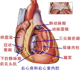 右心房、右心室内腔
