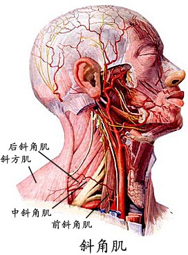 斜角肌