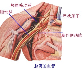 腋窝的血管
