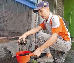 台湾屏东大批蚯蚓爬上马路 学者称土壤缺氧