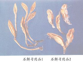 石斛习用品（2）--金黄泽（Jinhuangze）