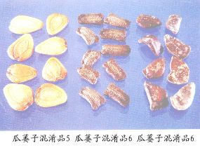 瓜萎子混淆品（7）--马干铃栝楼（Maganlinggualou）