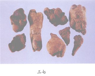 三七（Sanqi）Radix Notoginseng