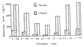 松果体、中枢核团与淋巴细胞间信息传递的昼夜节律