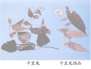 千里光（Qianliguang）Herba Senecionis Scandentis