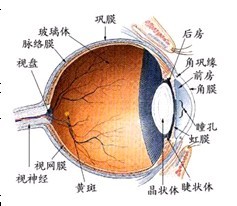 眼睛干涩莫轻视 电脑辐射易失明