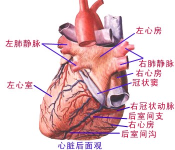 心脏后面观