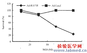 维甲酸诱导基因RA538诱导人胃癌细胞系凋亡及其分子机制的研究