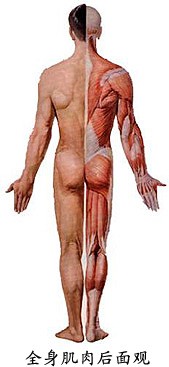 全身肌肉后面观