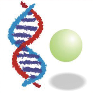 新发现有助破解细胞早亡机制