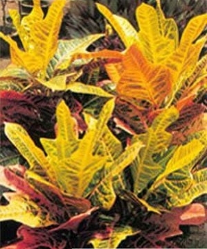这几种植物易让你得癌