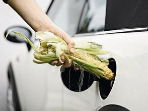 世界能源龙头争相进军生物燃料领域