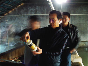 多宝鱼用药是业内公开秘密 养殖过程存监管漏洞
