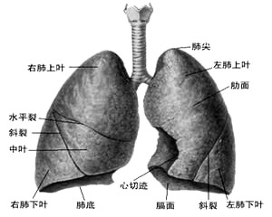 外科手术，早期肺癌患者的首选