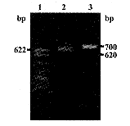 BPI 23-Fcγ1重组融合蛋白在E.coli中的表达