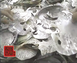 浙江诸暨：用贝壳制珍珠粉被曝光 销量占全国98%