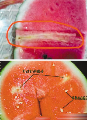 西瓜白黄色条带是被打针？专家：只跟品种有关